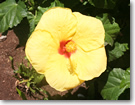 ハワイ州の花、ハイビスカス